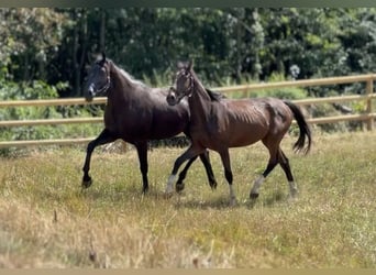 Baden Württemberger, Merrie, 3 Jaar, 160 cm, Donkerbruin