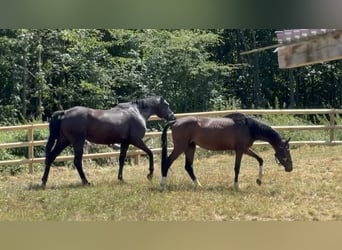 Baden Württemberger, Merrie, 3 Jaar, 160 cm, Donkerbruin