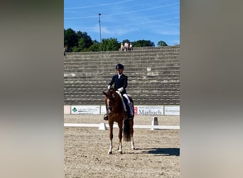 Baden Württemberger, Merrie, 3 Jaar, 168 cm, Donkere-vos