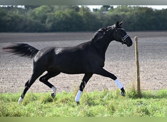 Baden Württemberger, Merrie, 3 Jaar, 170 cm, Zwart