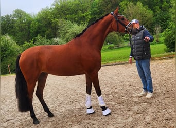 Baden Württemberger, Merrie, 3 Jaar, 172 cm, Brauner