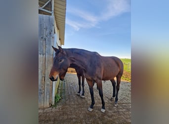 Baden Württemberger, Merrie, 3 Jaar, 172 cm, Bruin