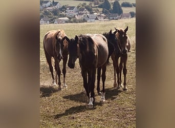 Baden Württemberger, Merrie, 3 Jaar, Donkere-vos