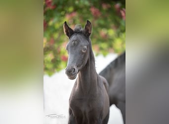 Baden Württemberger, Merrie, 4 Jaar, 165 cm, Donkerbruin