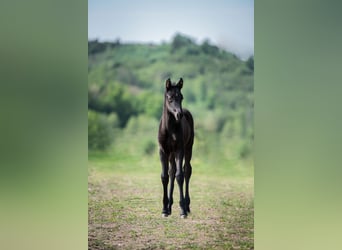 Baden Württemberger, Merrie, 4 Jaar, 165 cm, Donkerbruin