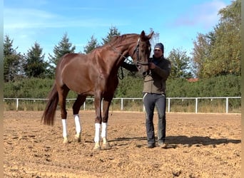 Baden Württemberger, Merrie, 4 Jaar, 170 cm, Donkere-vos