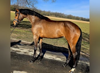 Baden Württemberger, Merrie, 4 Jaar, 174 cm, Bruin