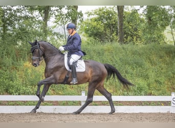 Baden Württemberger, Merrie, 4 Jaar, 174 cm, Donkerbruin