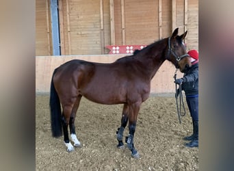 Baden Württemberger, Merrie, 5 Jaar, 161 cm, Bruin