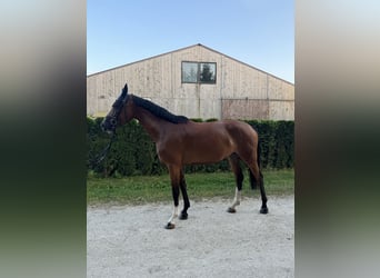 Baden Württemberger, Merrie, 5 Jaar, 162 cm, Bruin