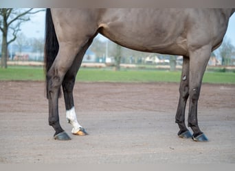 Baden Württemberger, Merrie, 5 Jaar, 164 cm