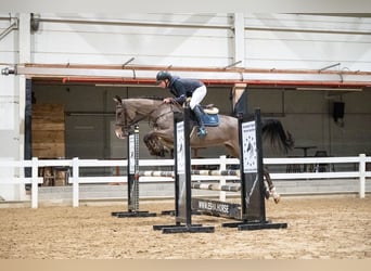 Baden Württemberger, Merrie, 5 Jaar, 164 cm