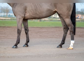 Baden Württemberger, Merrie, 5 Jaar, 164 cm