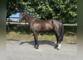 Baden Württemberger, Stute, 5 Jahre, 168 cm, Fuchs