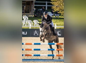 Baden Württemberger, Merrie, 5 Jaar, 170 cm, Appelschimmel