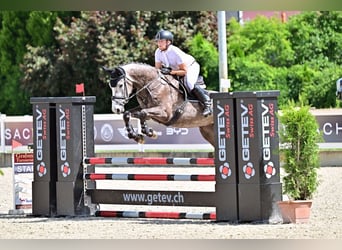 Baden Württemberger, Merrie, 5 Jaar, 170 cm, Appelschimmel