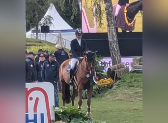 Baden Württemberger, Merrie, 5 Jaar, 170 cm, Vos