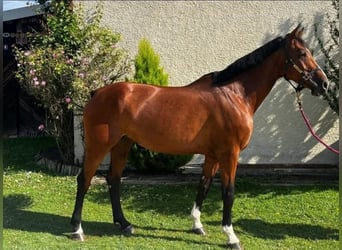 Baden Württemberger, Merrie, 5 Jaar, 172 cm, Bruin