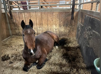 Baden Württemberger, Merrie, 6 Jaar, 160 cm, Bruin