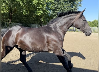 Baden Württemberger, Merrie, 6 Jaar, 163 cm, Zwart
