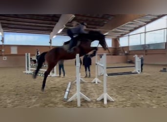 Baden Württemberger, Merrie, 6 Jaar, 168 cm, Bruin