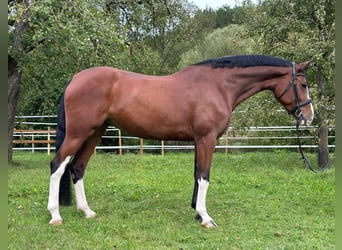 Baden Württemberger, Merrie, 6 Jaar, 170 cm, Bruin