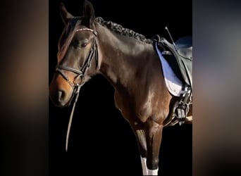 Baden Württemberger, Merrie, 7 Jaar, 159 cm, Donkerbruin