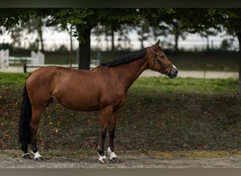 Baden Württemberger, Merrie, 7 Jaar, 168 cm, Bruin