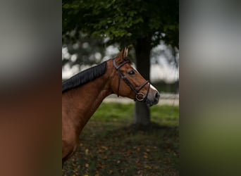 Baden Württemberger, Merrie, 7 Jaar, 168 cm, Bruin