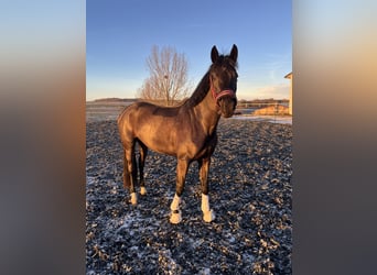 Baden Württemberger, Merrie, 7 Jaar, 169 cm, Zwart