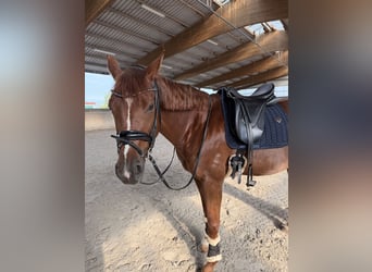 Baden Württemberger, Merrie, 8 Jaar, 164 cm, Donkere-vos