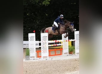 Baden Württemberger, Merrie, 8 Jaar, 167 cm, Appelschimmel