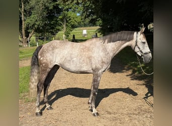 Baden Württemberger, Merrie, 8 Jaar, 167 cm, Appelschimmel