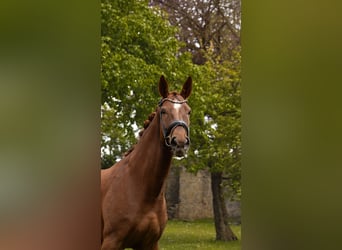 Baden Württemberger, Merrie, 8 Jaar, 170 cm, Vos