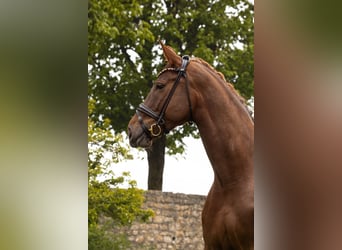 Baden Württemberger, Merrie, 8 Jaar, 170 cm, Vos