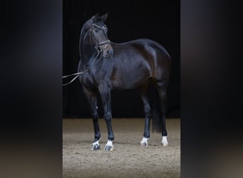 Baden Württemberger, Merrie, 8 Jaar, 173 cm, Donkerbruin