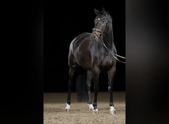 Baden Württemberger, Merrie, 8 Jaar, 173 cm, Donkerbruin
