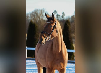 Baden Württemberger, Merrie, 9 Jaar, 174 cm, Bruin