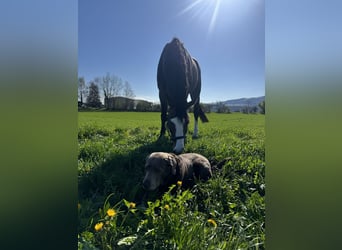 Baden Württemberger, Ruin, 13 Jaar, 175 cm, Donkerbruin
