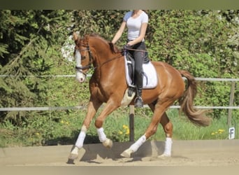 Baden Württemberger, Ruin, 14 Jaar, 170 cm, Donkere-vos
