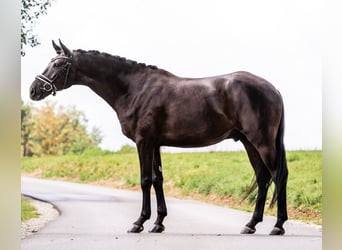 Baden Württemberger, Ruin, 4 Jaar, 172 cm, Zwartbruin