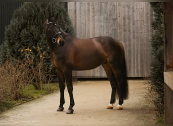 Baden Württemberger, Ruin, 9 Jaar, 171 cm, Donkerbruin