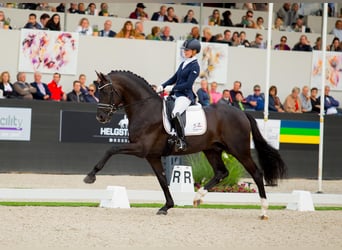 Baden Württemberger, Stallone, 12 Anni, 173 cm, Morello