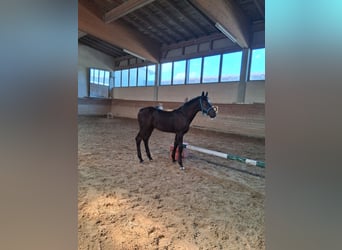 Baden Württemberger, Stallone, Puledri (04/2026), 173 cm, Baio nero