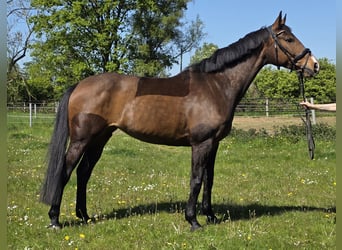 Baden Württemberger, Stute, 10 Jahre, 165 cm, Brauner