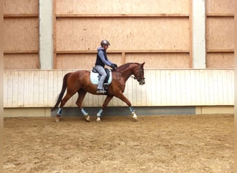 Baden Württemberger, Stute, 10 Jahre, 166 cm