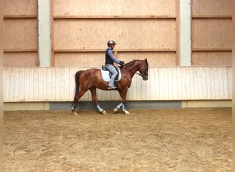 Baden Württemberger, Stute, 10 Jahre, 166 cm