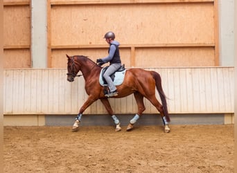 Baden Württemberger, Stute, 10 Jahre, 166 cm