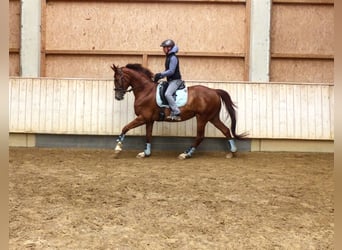 Baden Württemberger, Stute, 10 Jahre, 166 cm