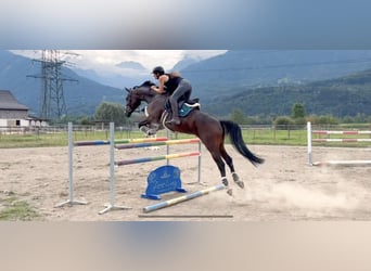 Baden Württemberger, Stute, 11 Jahre, 167 cm, Dunkelbrauner